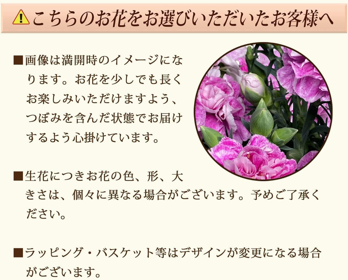 花のギフト社 母の日 花 カーネーション 母の日ギフト 鉢植え プレゼント オルフィカ 5号