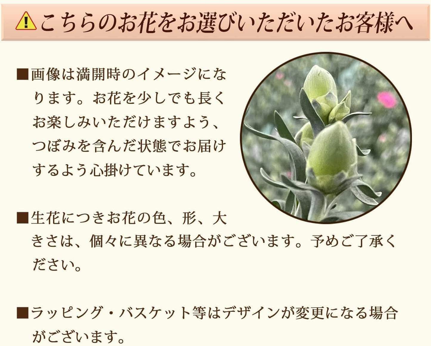 花のギフト社 母の日 花 カーネーション 母の日ギフト 鉢植え プレゼント さくらもなか 5号