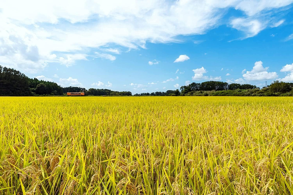 パールライス 白米 青森県産はれわたり 5kg 令和7年産