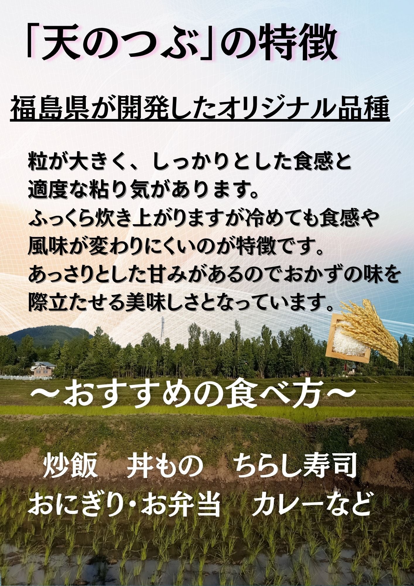 復活お試し価格 福島県産天のつぶ 白米 10kg(5kg×2袋) 令和7年産 送料無料 米 10kg お米 10kg