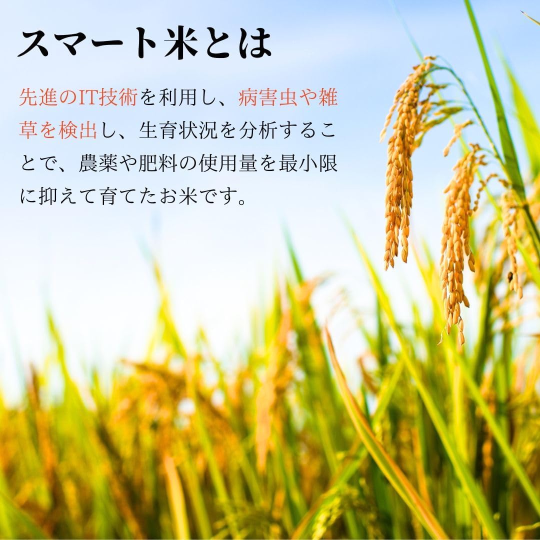 スマート米 米 玄米 無洗米 5kg 兵庫県丹波篠山産 コシヒカリ 令和7年産 残留農薬不検出 定期便 国産米