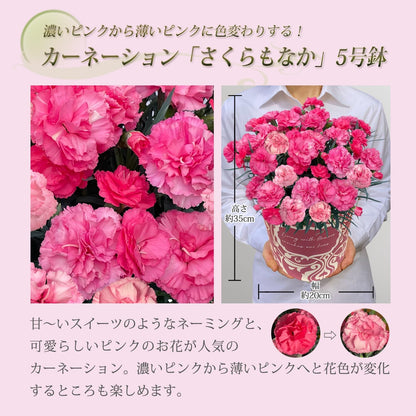 花のギフト社 母の日 花 カーネーション 母の日ギフト 鉢植え プレゼント さくらもなか 5号