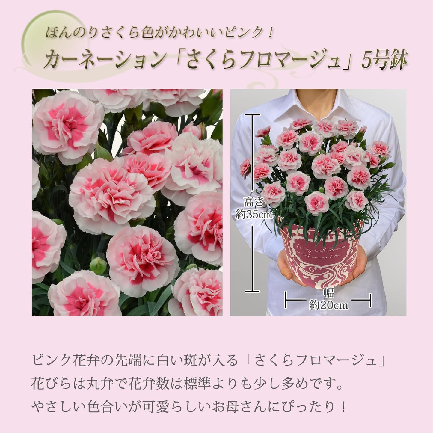 花のギフト社 母の日 花 カーネーション 母の日ギフト 鉢植え プレゼント さくらフロマージュ 5号