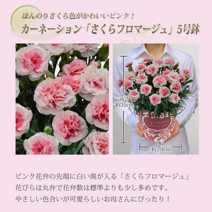 花のギフト社 母の日 花 カーネーション 母の日ギフト 鉢植え プレゼント さくらフロマージュ 5号