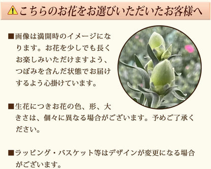 花のギフト社 母の日 花 カーネーション 母の日ギフト 鉢植え プレゼント さくらもなか 5号