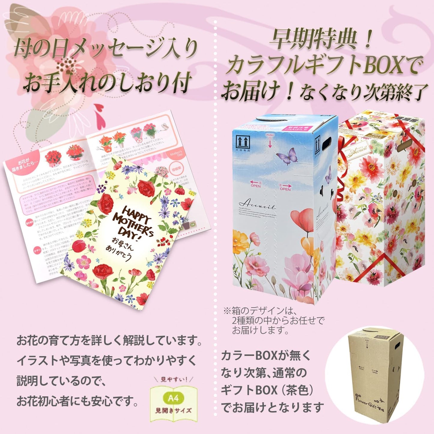 花のギフト社 母の日 花 カーネーション 母の日ギフト 鉢植え プレゼント オルフィカ 5号