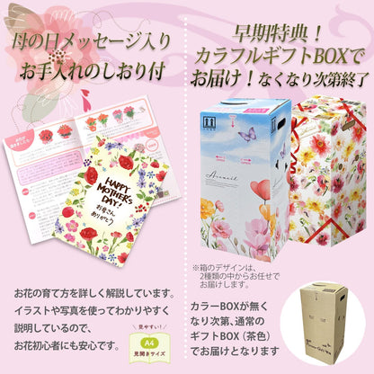 花のギフト社 母の日 花 カーネーション 母の日ギフト 鉢植え プレゼント さくらフロマージュ 5号