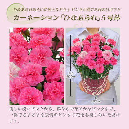 花のギフト社 母の日 花 カーネーション 母の日ギフト 鉢植え プレゼント ひなあられ 5号