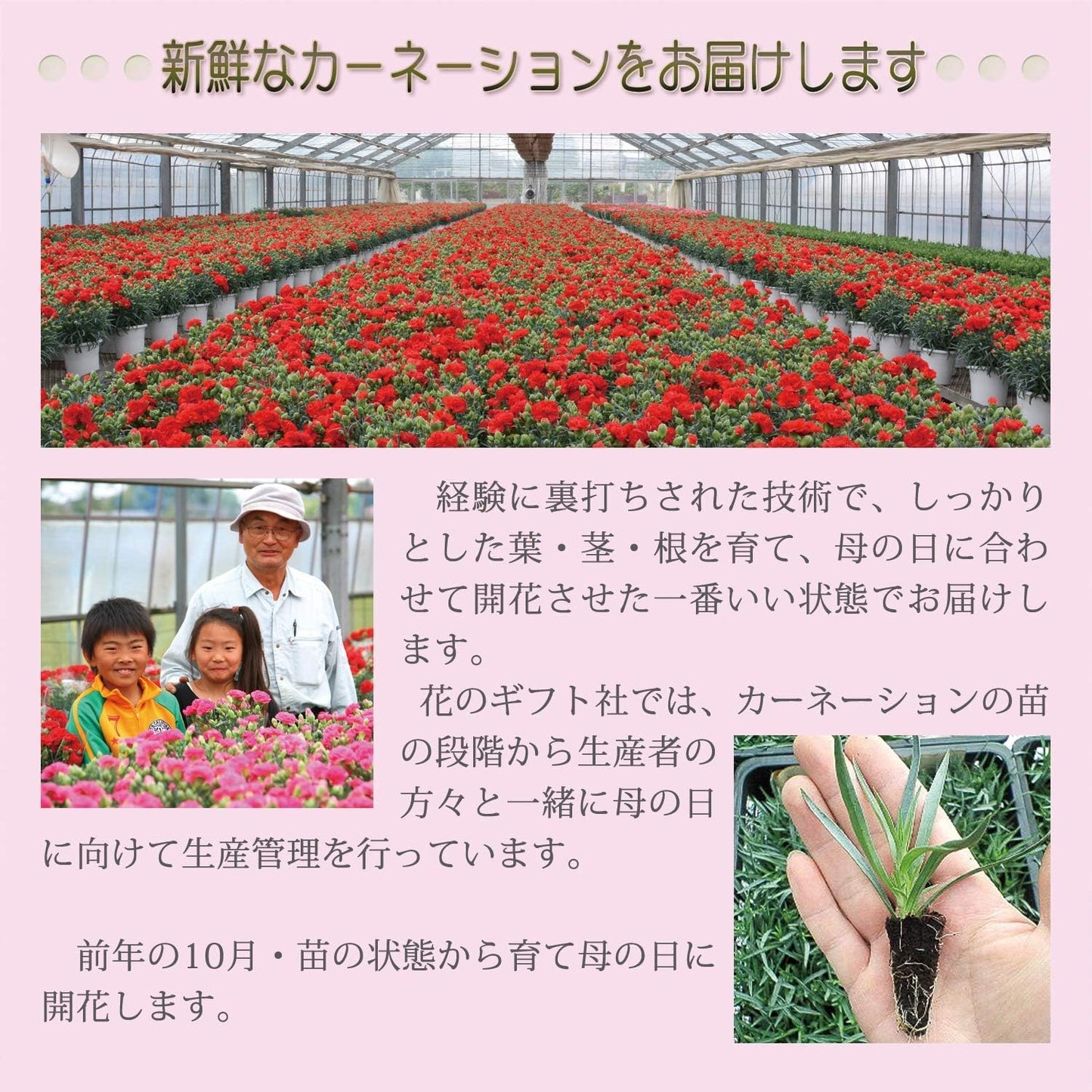 花のギフト社 母の日 花 カーネーション 母の日ギフト 鉢植え プレゼント さくらもなか 5号