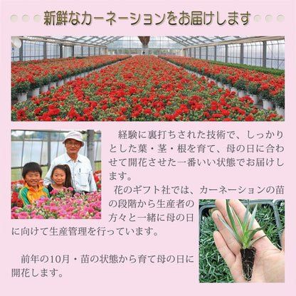 花のギフト社 母の日 花 カーネーション 母の日ギフト 鉢植え プレゼント さくらもなか 5号