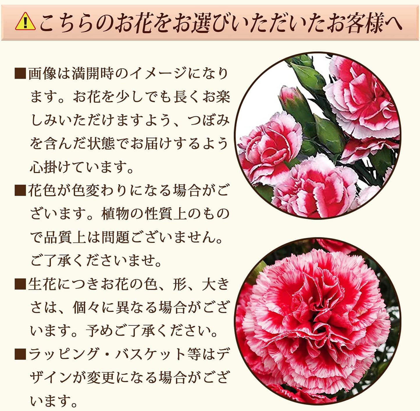 花のギフト社 母の日 花 カーネーション 母の日ギフト 鉢植え プレゼント いちごホイップ 5号