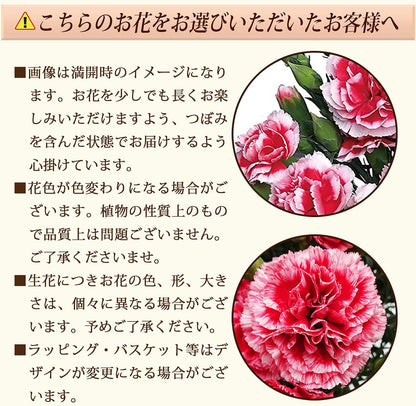 花のギフト社 母の日 花 カーネーション 母の日ギフト 鉢植え プレゼント いちごホイップ 5号