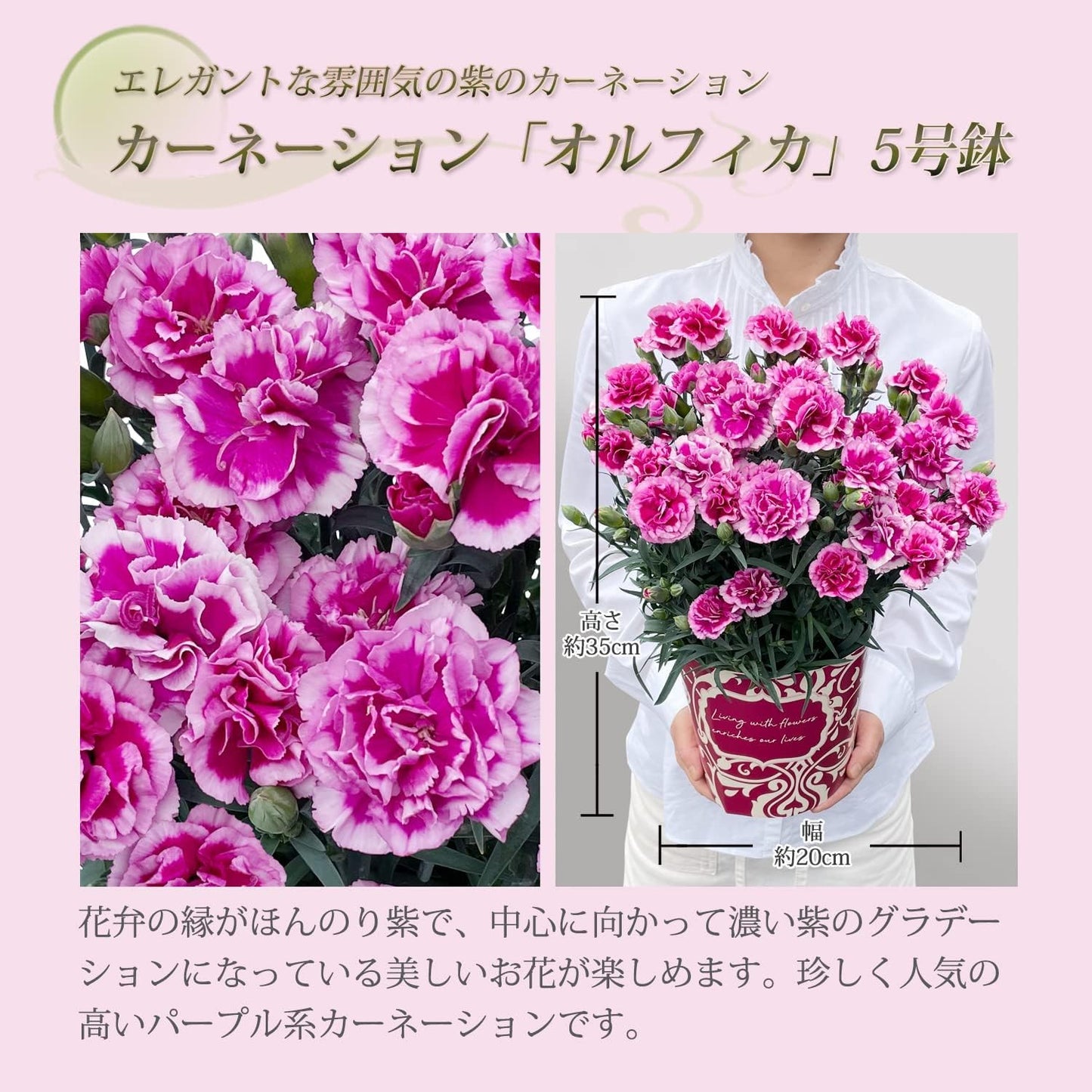 花のギフト社 母の日 花 カーネーション 母の日ギフト 鉢植え プレゼント オルフィカ 5号