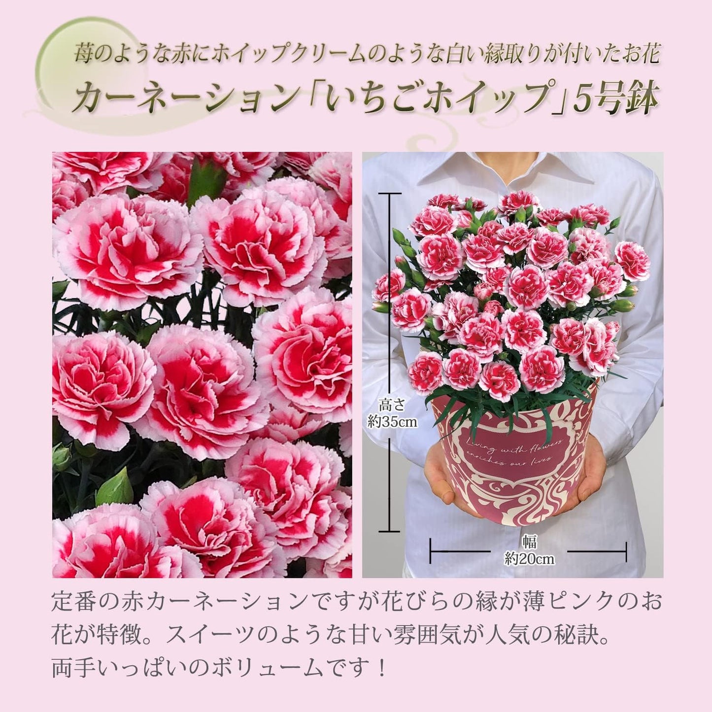花のギフト社 母の日 花 カーネーション 母の日ギフト 鉢植え プレゼント いちごホイップ 5号
