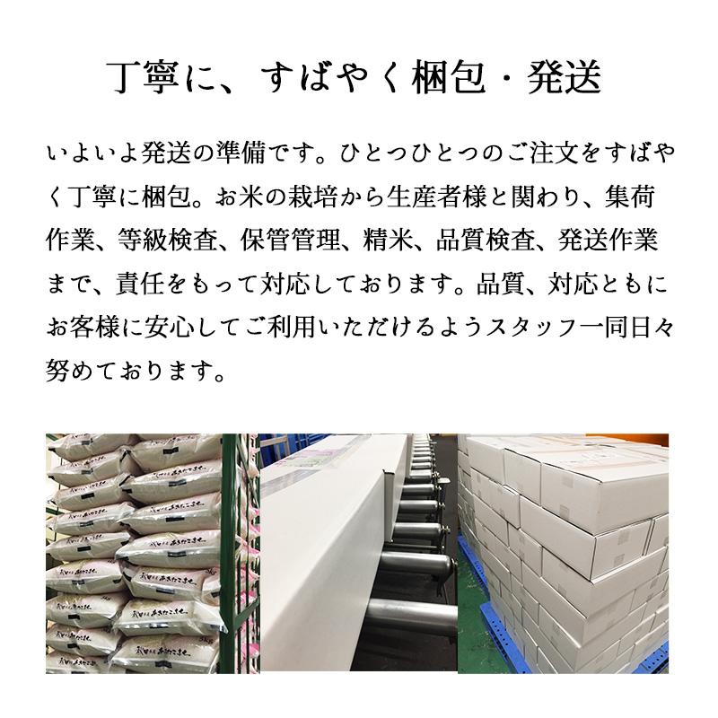 セール 米 大地のコシヒカリ 10kg 白米 お米 10キロ お買い得 国産コシヒカリ10割 令和7年産米入り 送料無料 (沖縄のぞく)