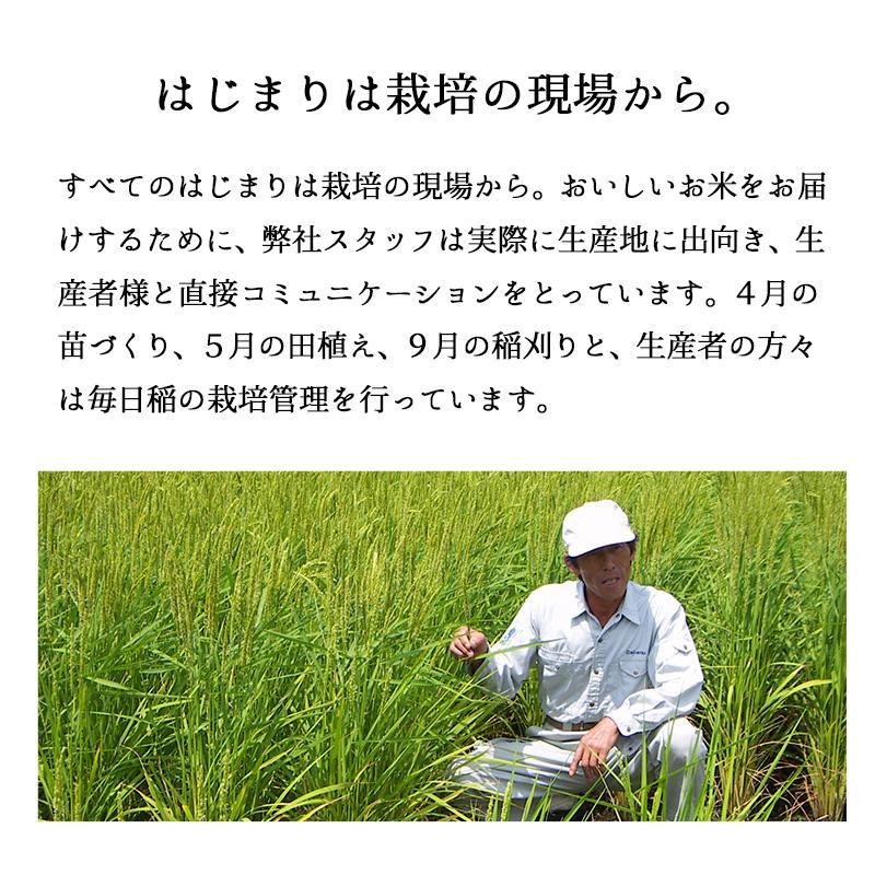 セール 米 大地のコシヒカリ 10kg 白米 お米 10キロ お買い得 国産コシヒカリ10割 令和7年産米入り 送料無料 (沖縄のぞく)