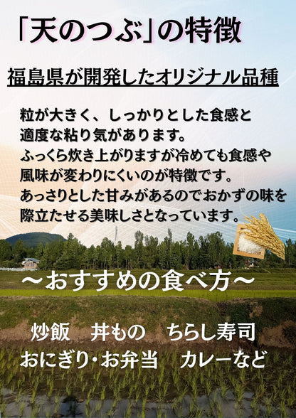 復活お試し価格 福島県産天のつぶ 白米 10kg(5kg×2袋) 令和7年産 送料無料 米 10kg お米 10kg